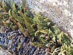 Myriopteris covillei