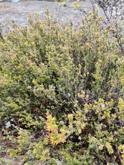 Epacris robusta