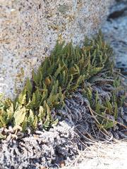 Myriopteris covillei