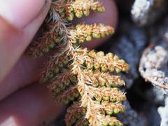 Myriopteris covillei