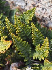 Myriopteris covillei