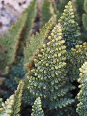 Myriopteris covillei