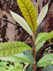 Elaeocarpus holopetalus