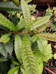 Elaeocarpus holopetalus