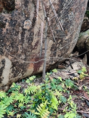 Elaeocarpus holopetalus