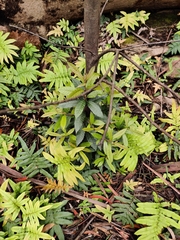 Elaeocarpus holopetalus