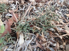 Desmocladus flexuosus