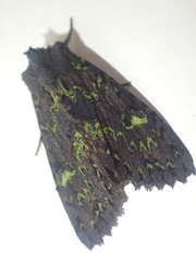 Meterana merope