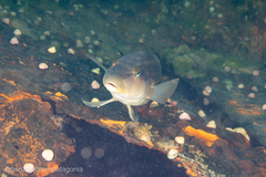 Pinguipes brasilianus