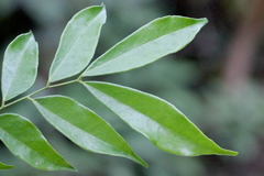 Archidendron lucidum