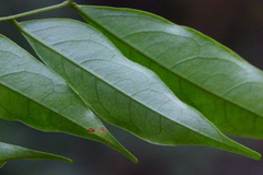 Archidendron lucidum