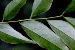 Archidendron lucidum