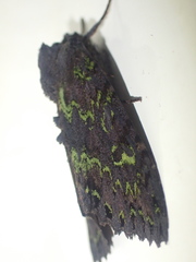 Meterana merope