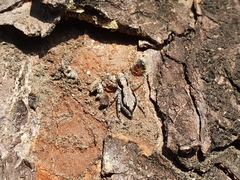 Menemerus bivittatus