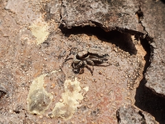 Menemerus bivittatus