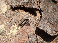 Menemerus bivittatus