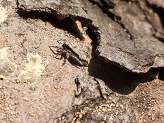 Menemerus bivittatus