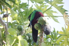 Prosopeia tabuensis