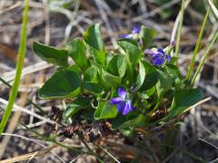 Viola adunca adunca