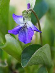 Viola adunca adunca