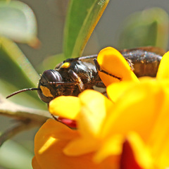 Amphylaeus morosus
