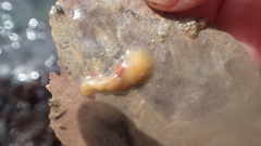 Dendrocoelum lacteum