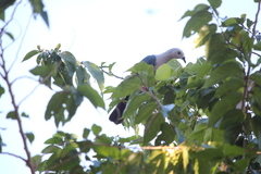 Ducula pacifica