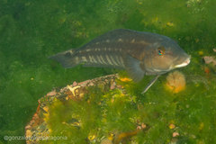 Pinguipes brasilianus