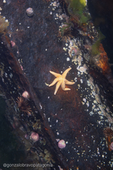 Allostichaster capensis