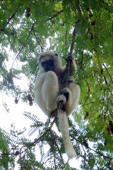 Propithecus verreauxi