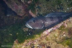 Pseudopercis semifasciata