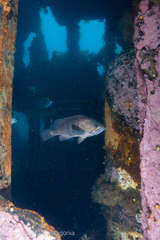 Acanthistius patachonicus