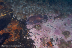 Acanthistius patachonicus