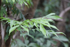 Archidendron lucidum