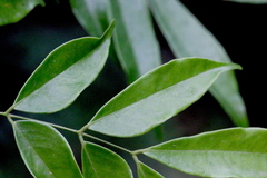 Archidendron lucidum