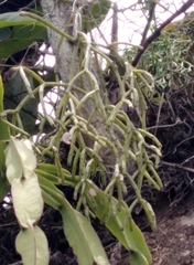 Rhipsalis teres