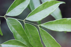 Archidendron lucidum