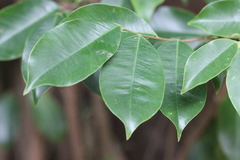 Aquilaria sinensis