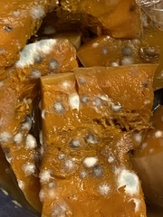 Sclerotinia sclerotiorum