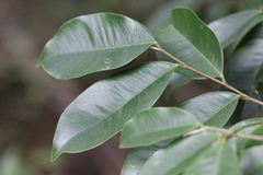 Aquilaria sinensis