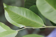 Aquilaria sinensis