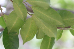 Aquilaria sinensis