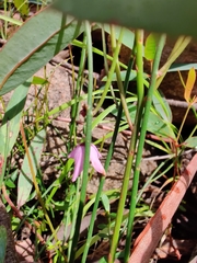 Tetratheca subaphylla