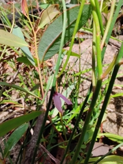 Tetratheca subaphylla