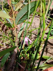 Tetratheca subaphylla