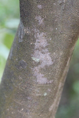 Aquilaria sinensis