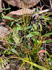 Tetratheca subaphylla