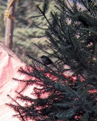 Junco phaeonotus