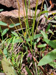 Tetratheca subaphylla