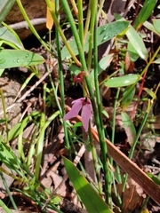 Tetratheca subaphylla